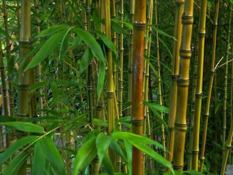 Bamboo species, learn all about them!